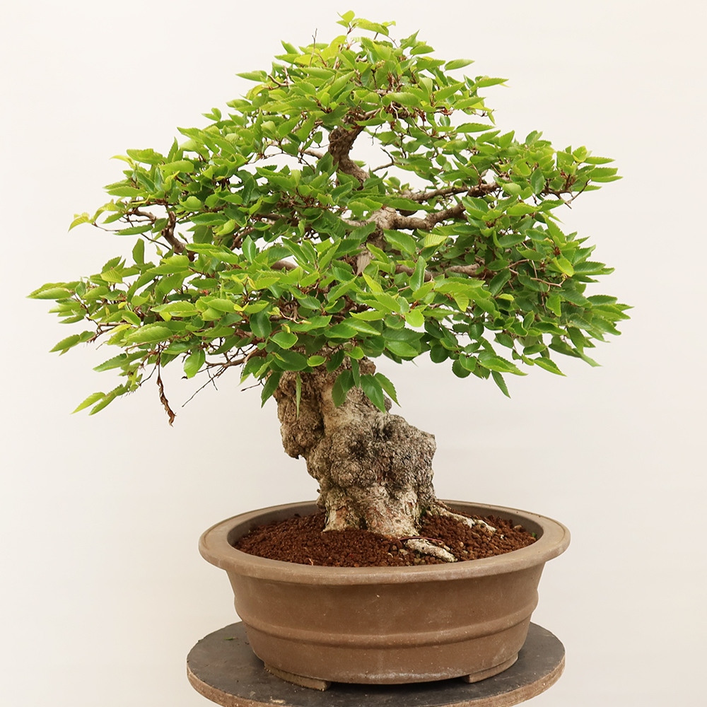 Bonsaï d'extérieur -Carpinus Coreana - Charme de Corée