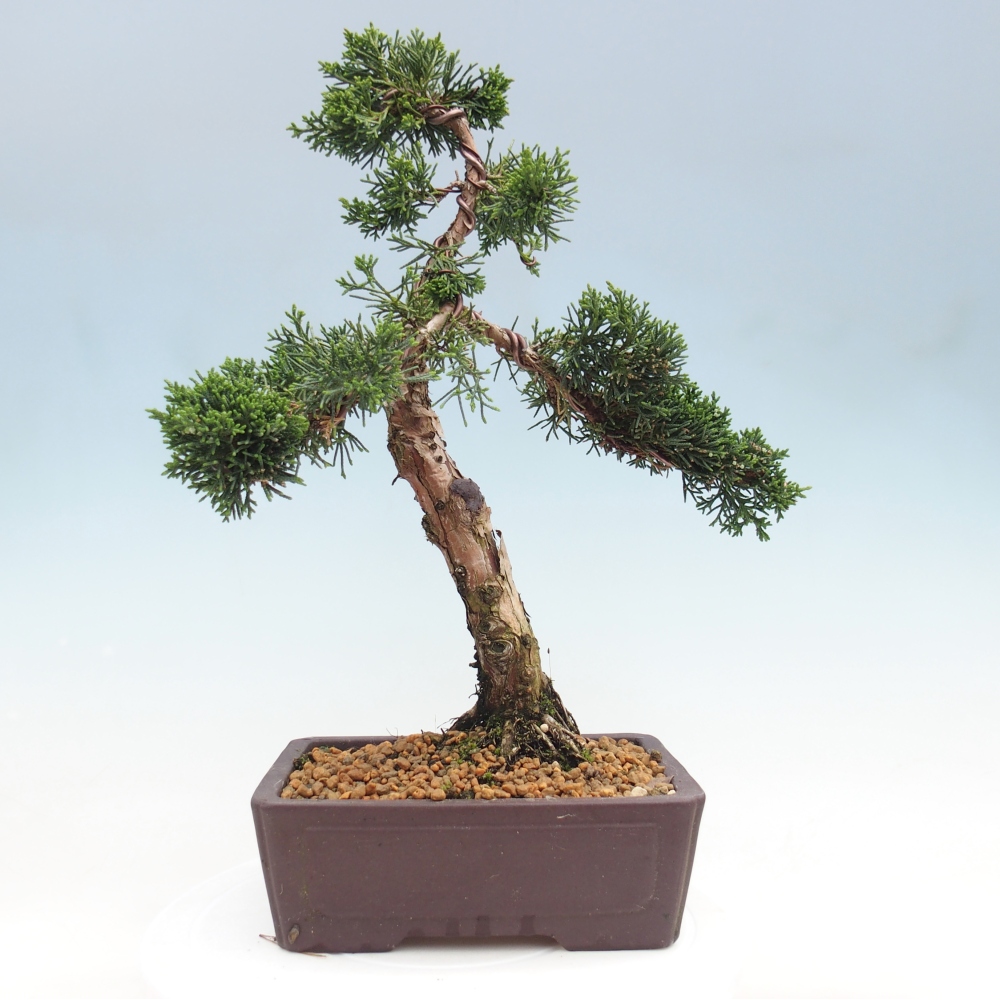 Bonsaï d'extérieur - Juniperus chinensis Kishu