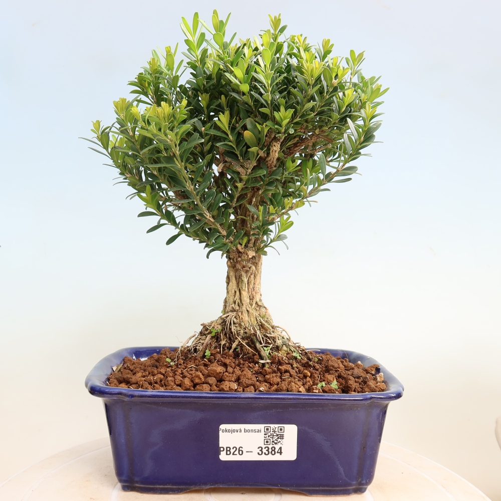 Bonsaï de chambre - Buxus harlandii - buxus liège