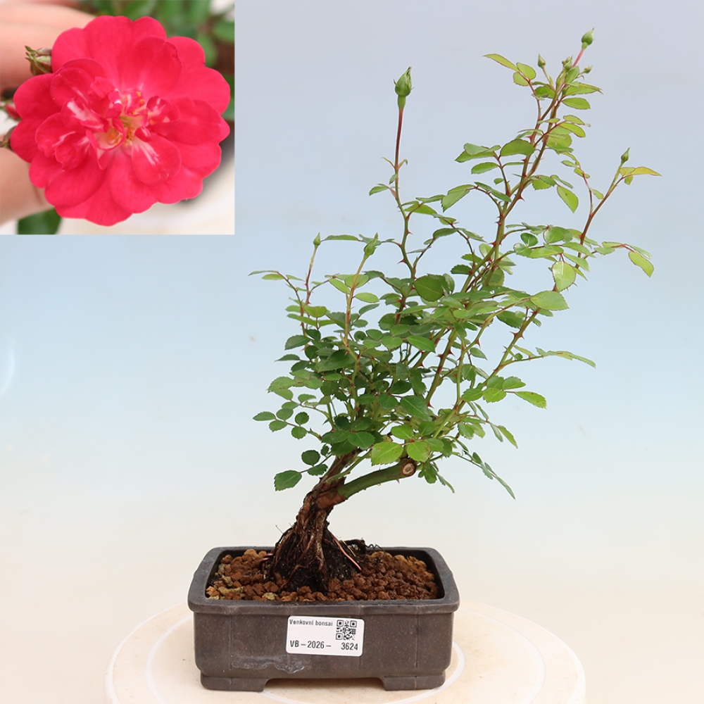 Bonsaï d'extérieur - Rosa Kordes - rose