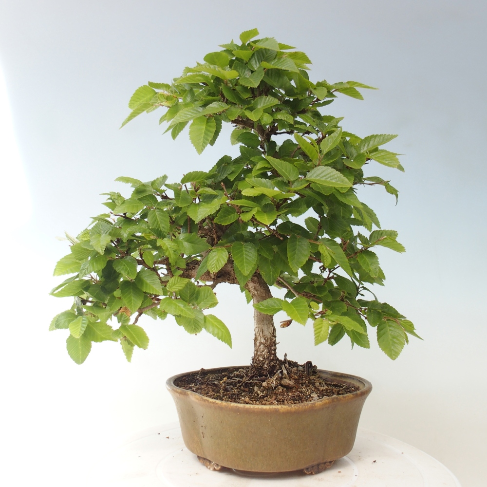 Bonsaï d'extérieur -Carpinus CARPINOIDES - Charme de Corée