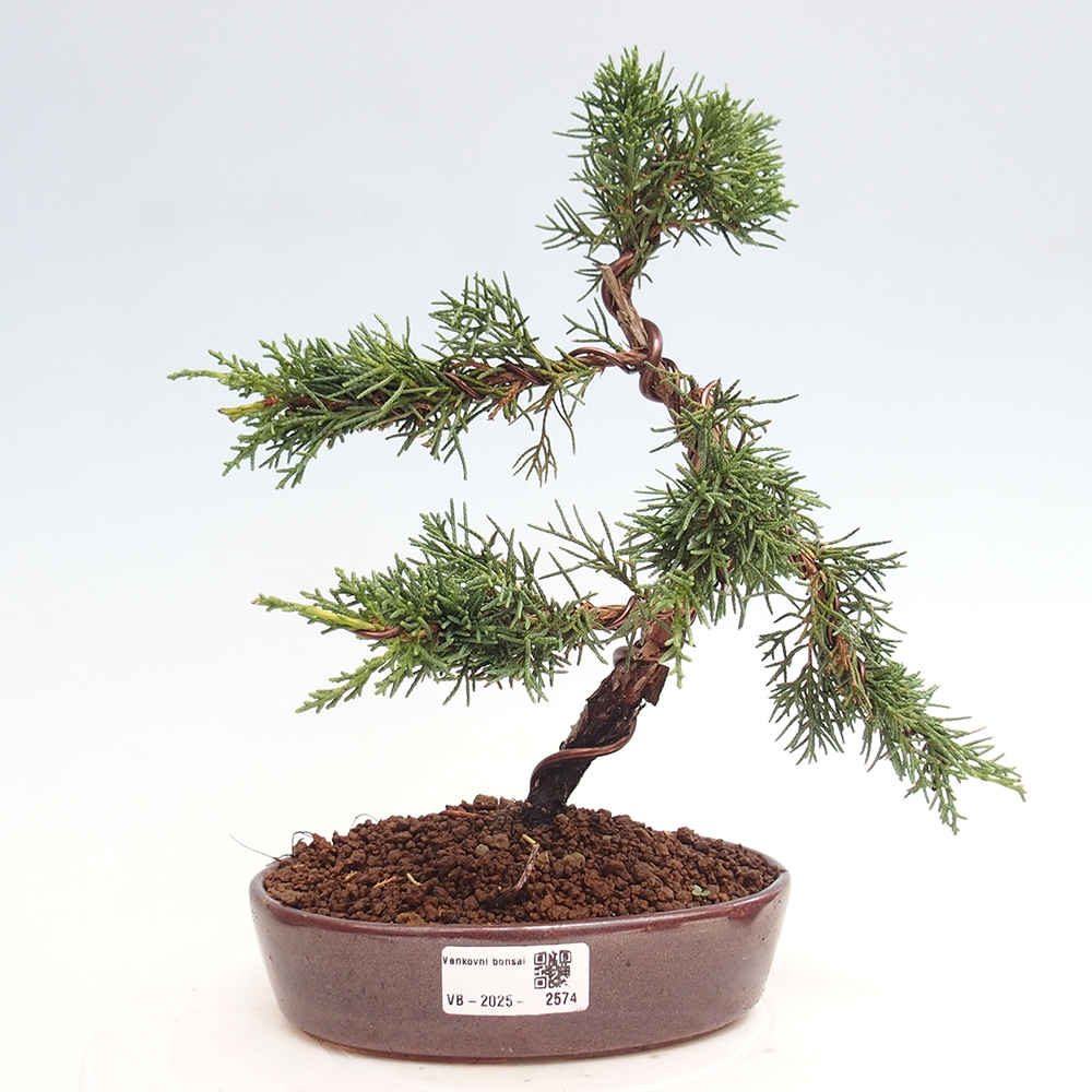 Bonsaï d'extérieur - Juniperus chinensis Kishu
