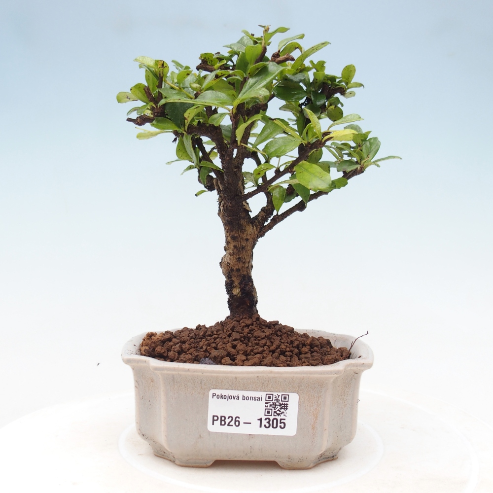 Bonsaï de chambre - Carmona macrophylla - Tea fuki