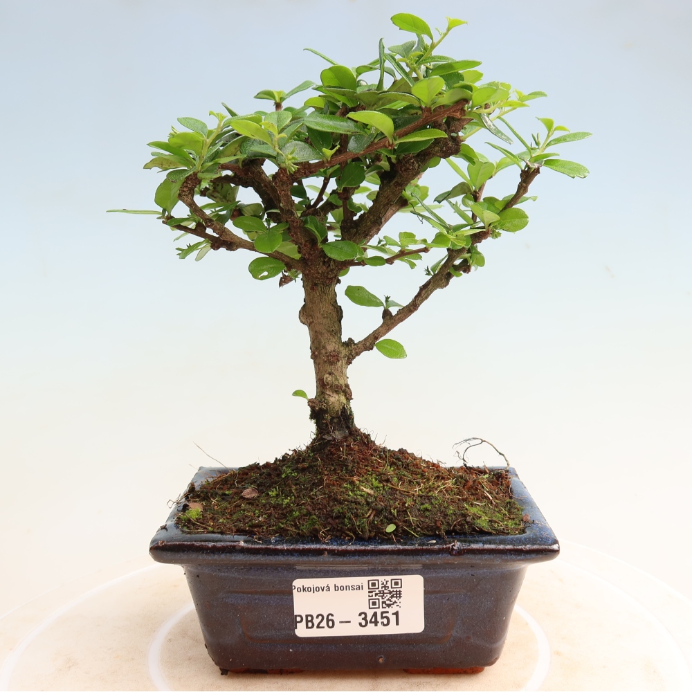 Bonsaï de chambre - Carmona macrophylla - Tea fuki