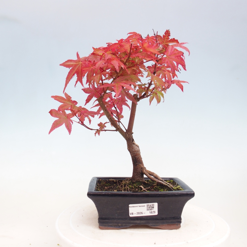 Bonsaï d'extérieur - Acer palmatum DESHOJO