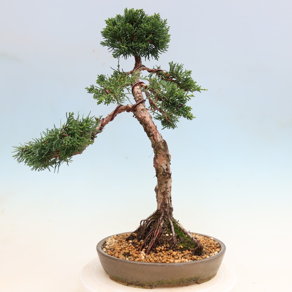 Bonsaï d'extérieur - Juniperus chinensis Kishu