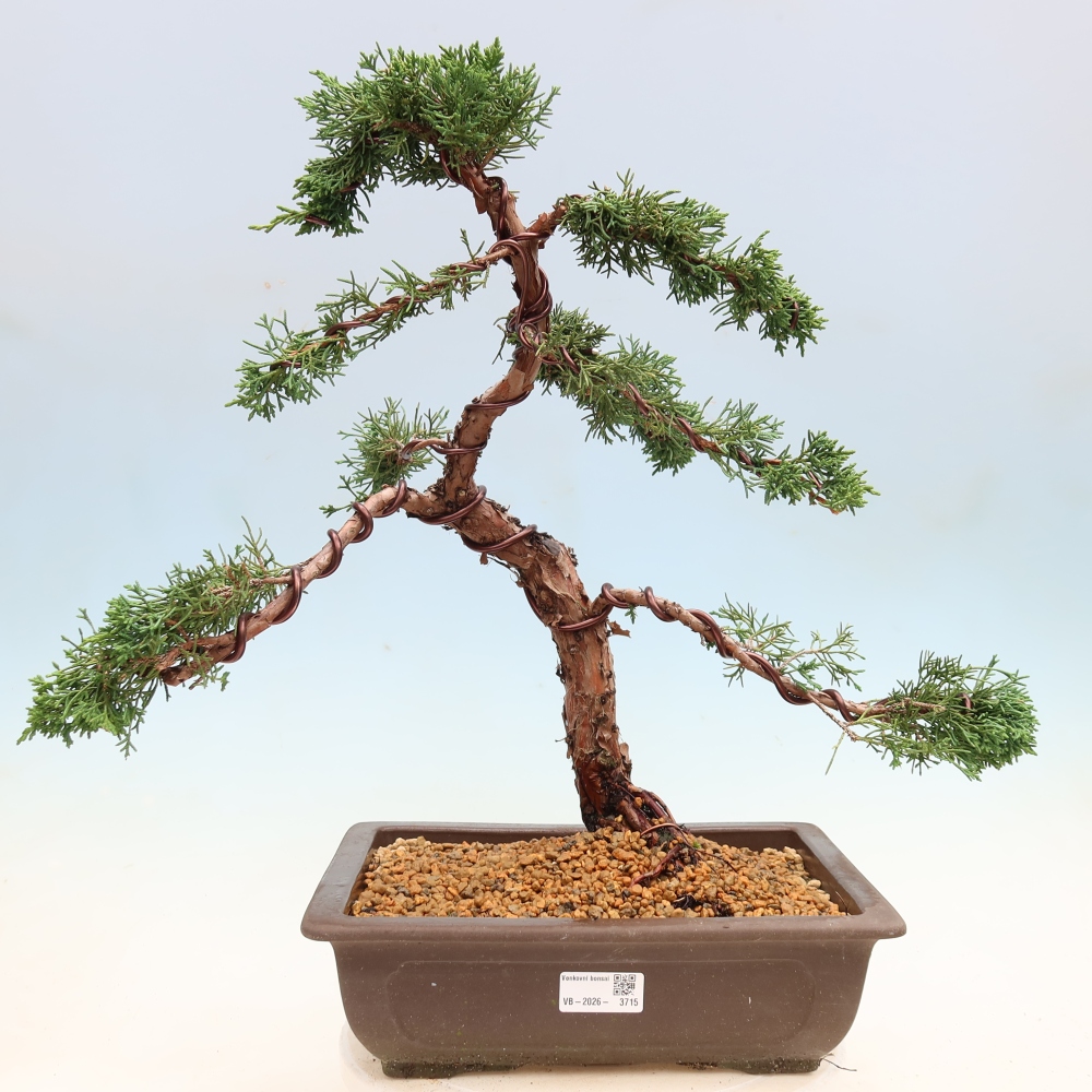 Bonsaï d'extérieur - Juniperus chinensis Kishu