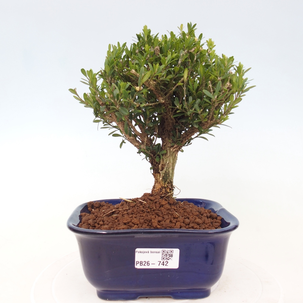 Bonsaï de chambre - Buxus harlandii - buxus liège