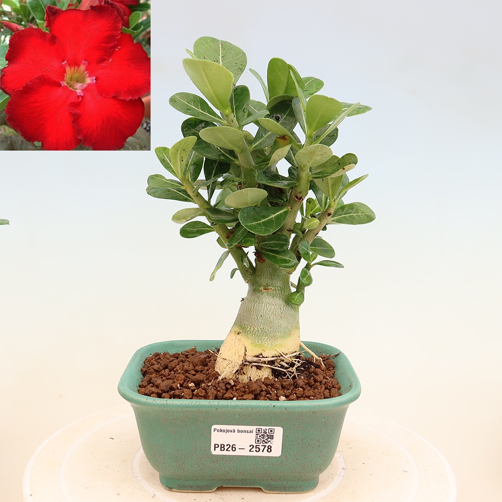 Bonsaï d'intérieur - Adenium obesum Red Star - Rose du désert