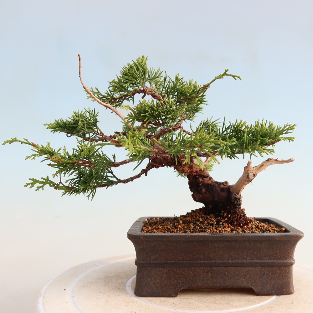 Bonsaï d'extérieur - Juniperus chinensis Itoigawa