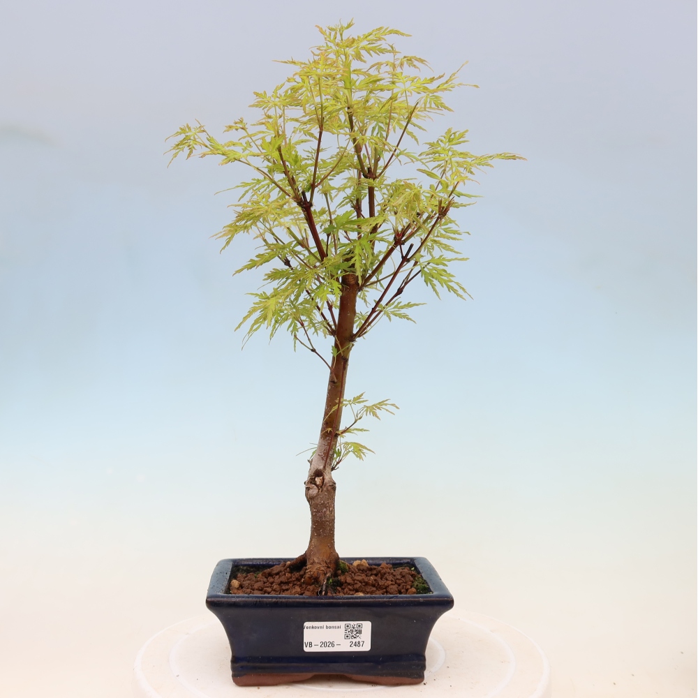 Bonsaï d'extérieur - Acer palmatum Dissectum