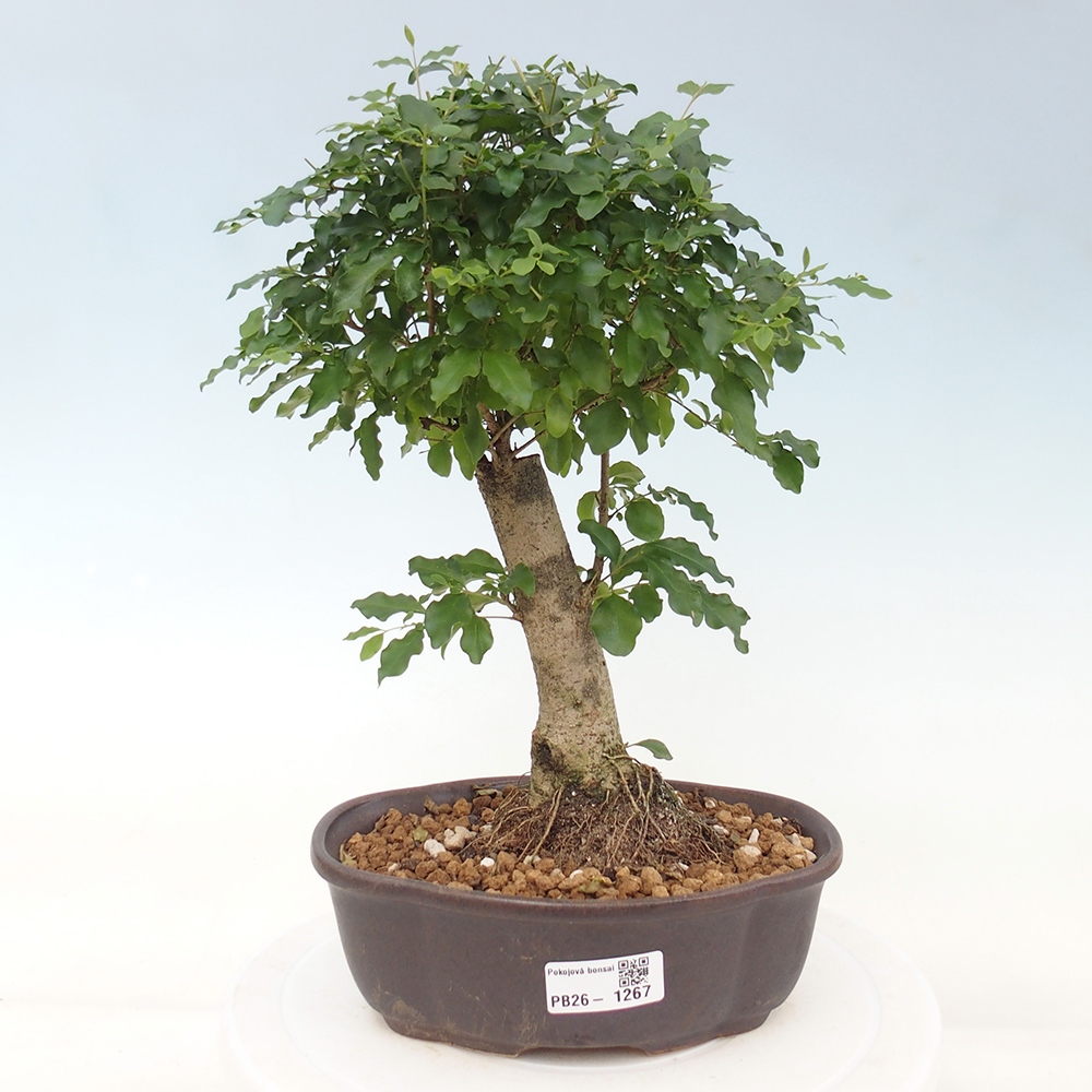 Bonsaï de chambre -Ligustrum chinensis - Bec d'oiseau