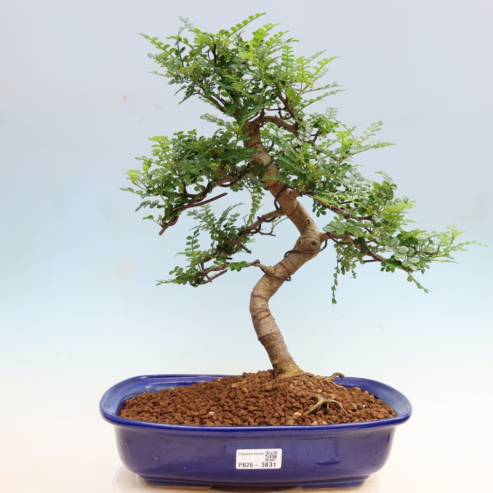 Salle bonsaï - Zantoxylum piperitum - arbre à poivre