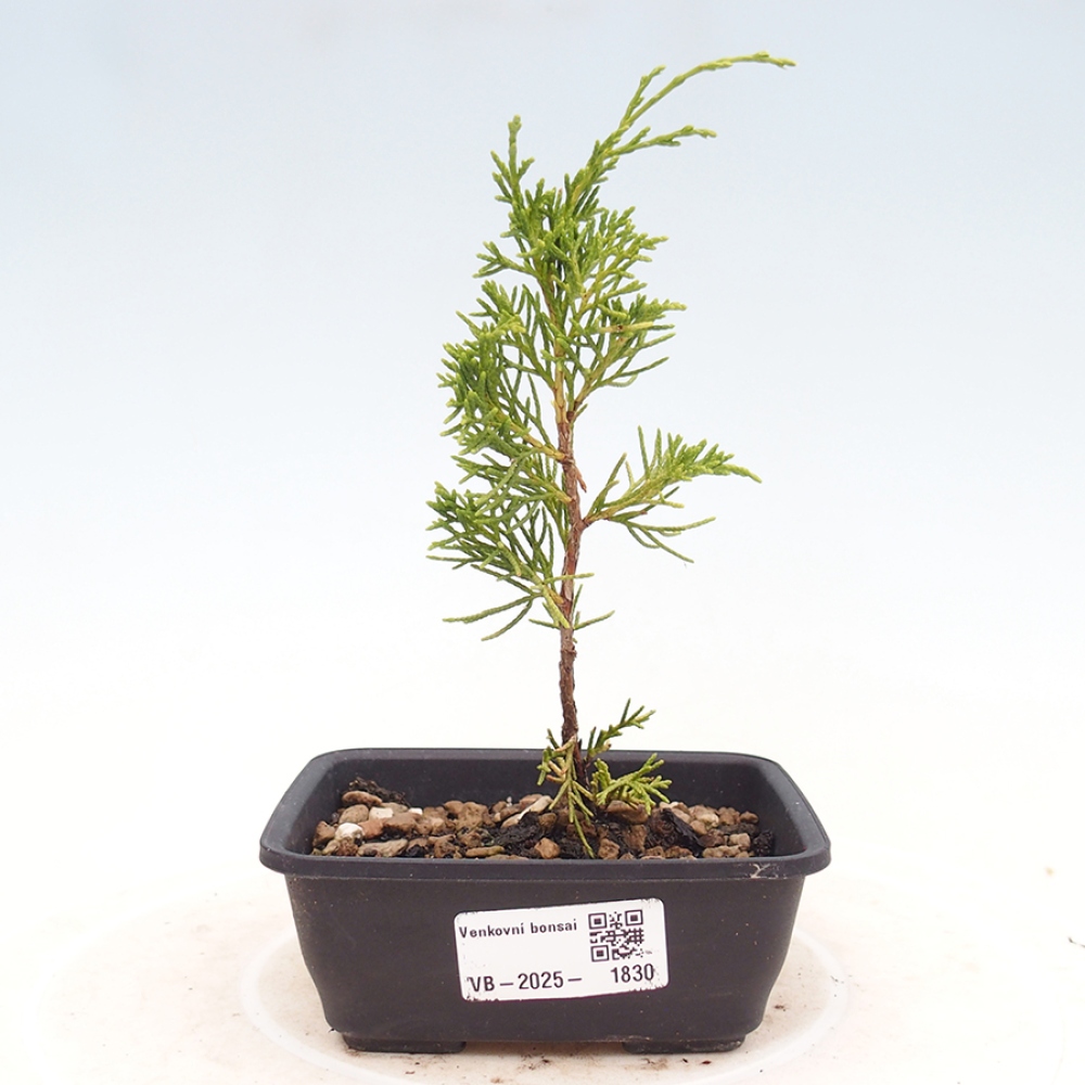Bonsaï d'extérieur - Juniperus chinensis Itoigawa