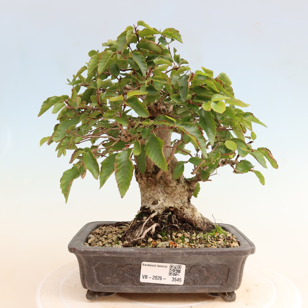 Bonsaï d'extérieur -Carpinus CARPINOIDES - Charme de Corée