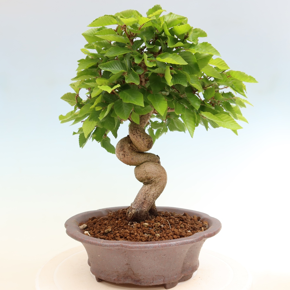 Bonsaï d'extérieur -Carpinus Coreana - Charme de Corée