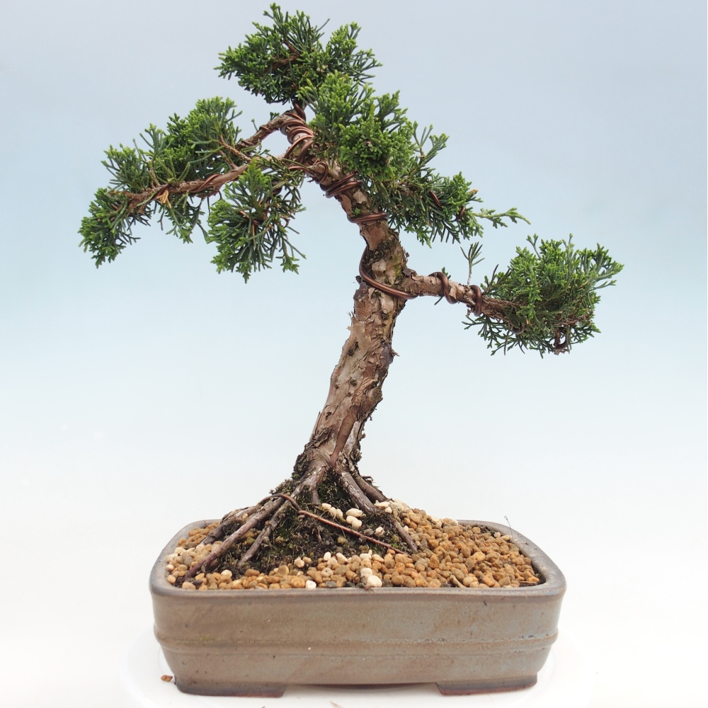 Bonsaï d'extérieur - Juniperus chinensis Kishu