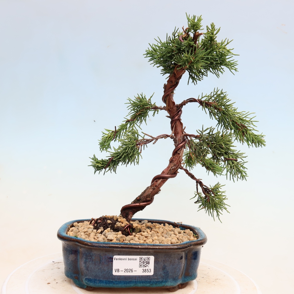 Bonsaï d'extérieur - Juniperus chinensis Kishu