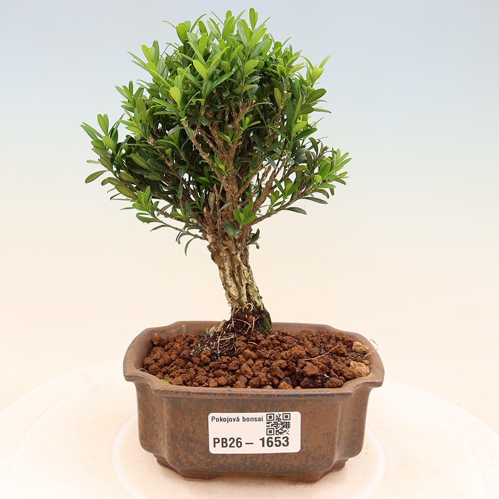 Bonsaï de chambre - Buxus harlandii - buxus liège