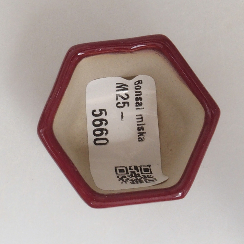 Mini bol bonsaï 4 x 4 x 3,5 cm, bordeaux