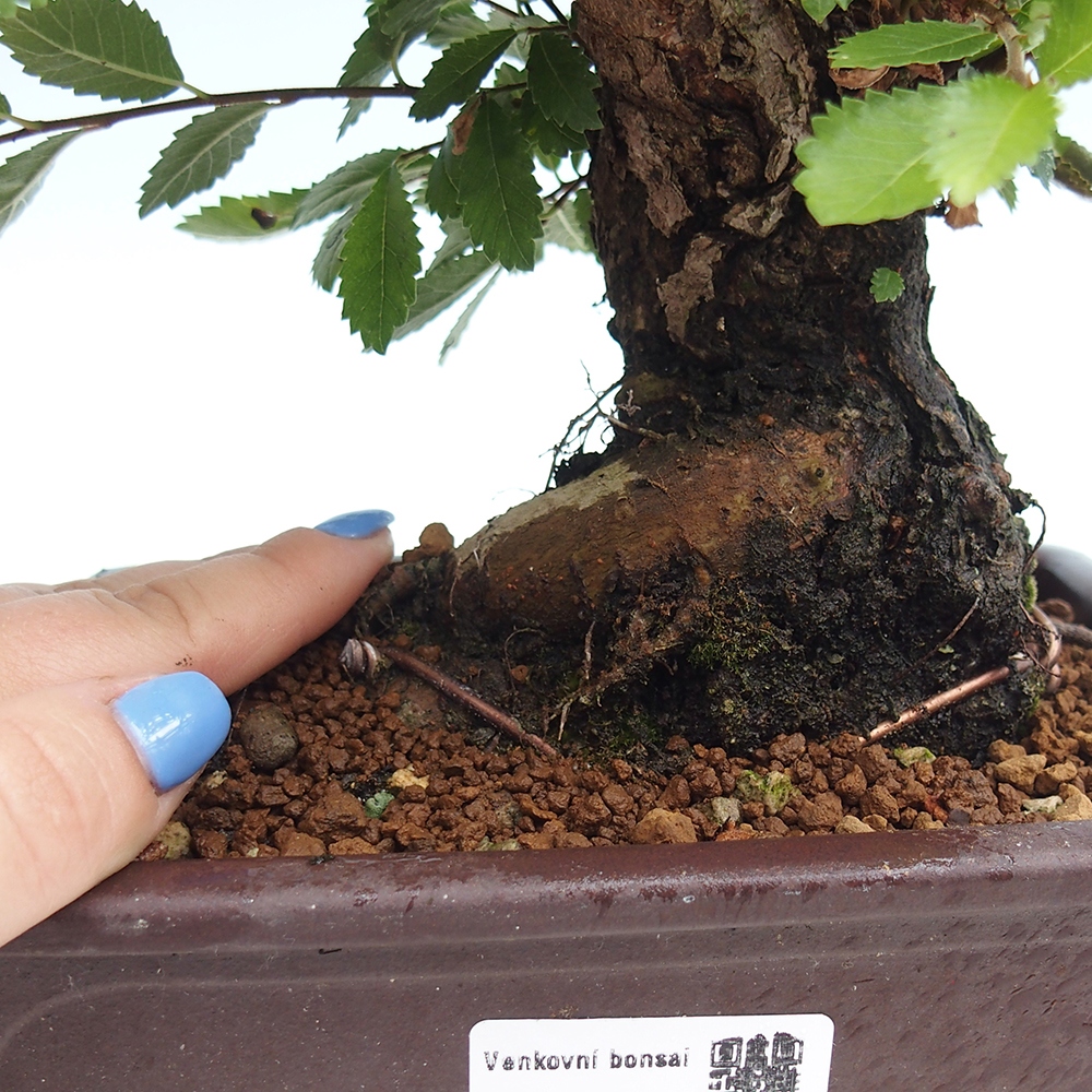 Bonsaï d'extérieur - Zelkova - Zelkova NIRE