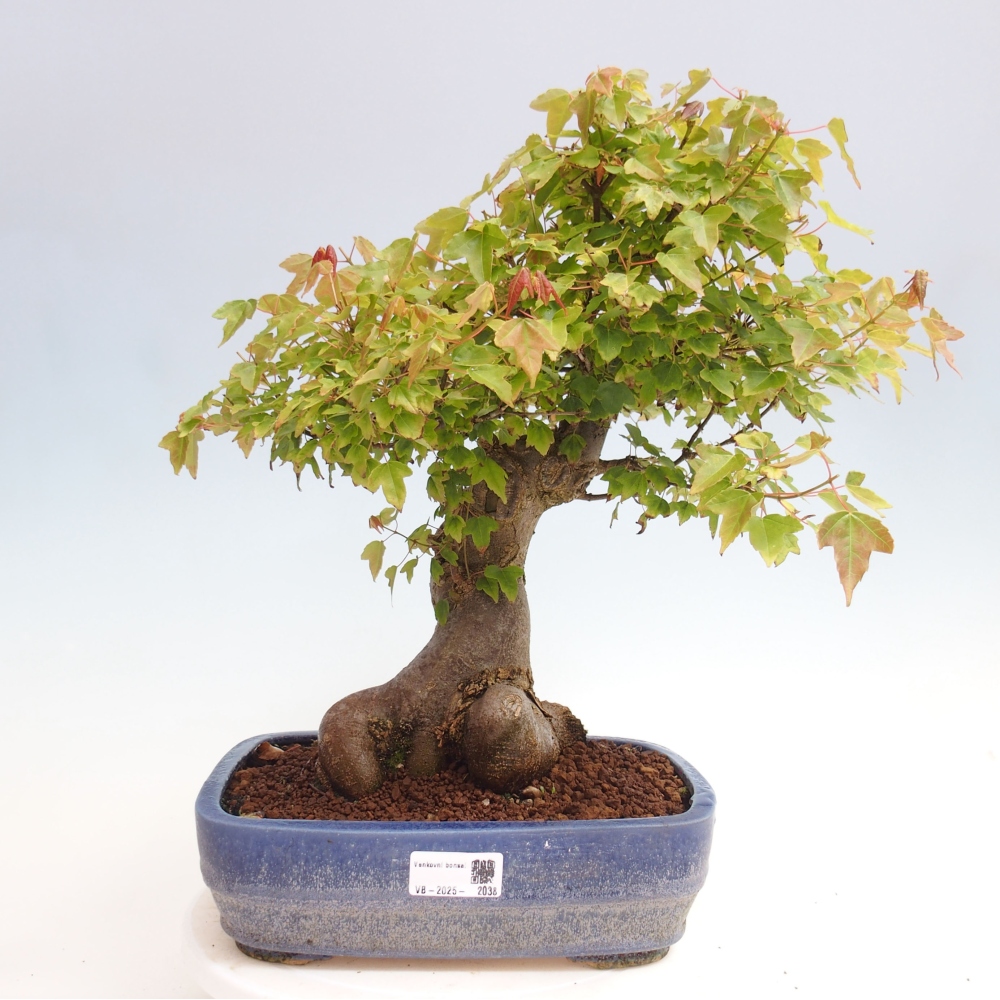 Bonsaï d'extérieur - Acer Buergerianum - Burger Maple