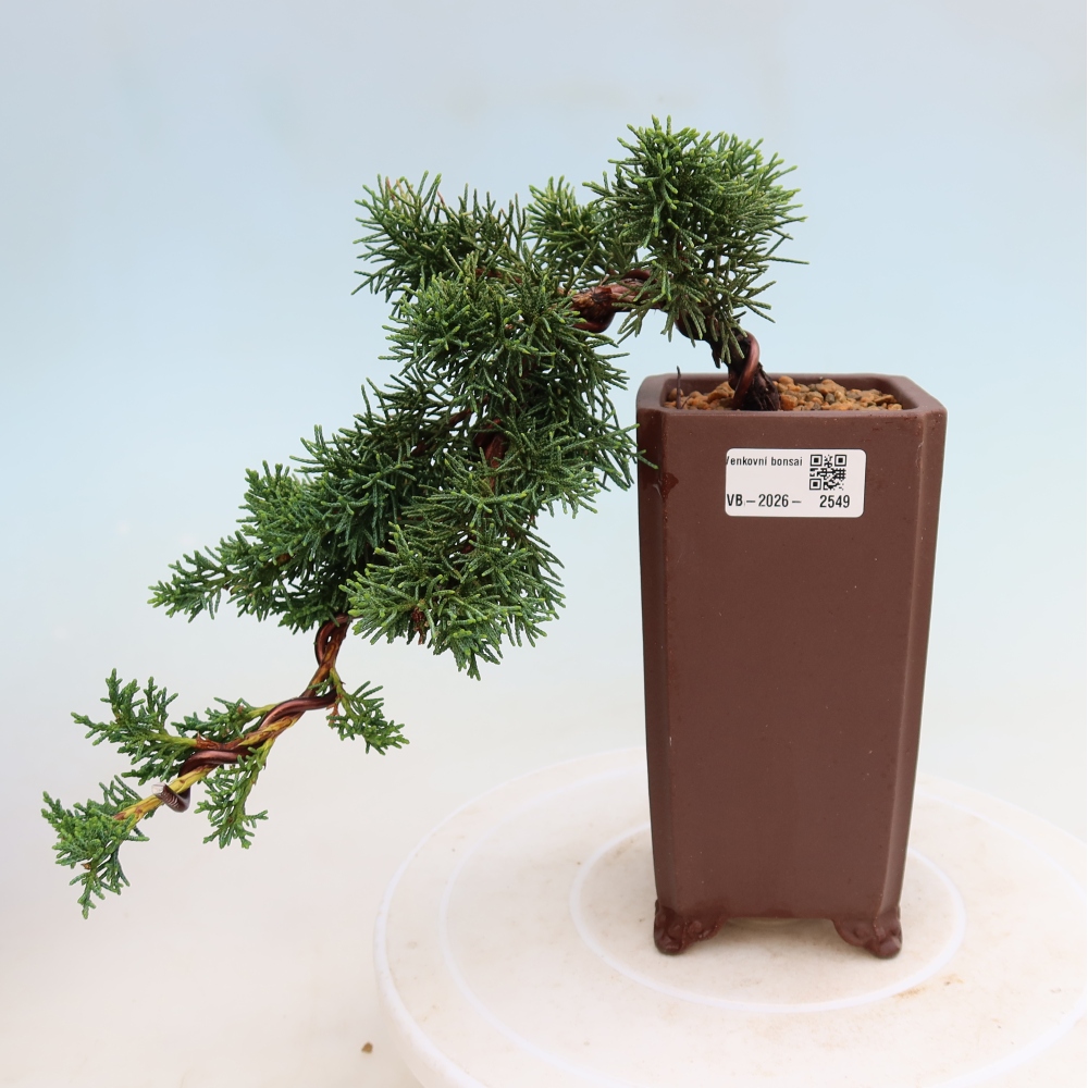 Bonsaï d'extérieur - Juniperus chinensis Kishu