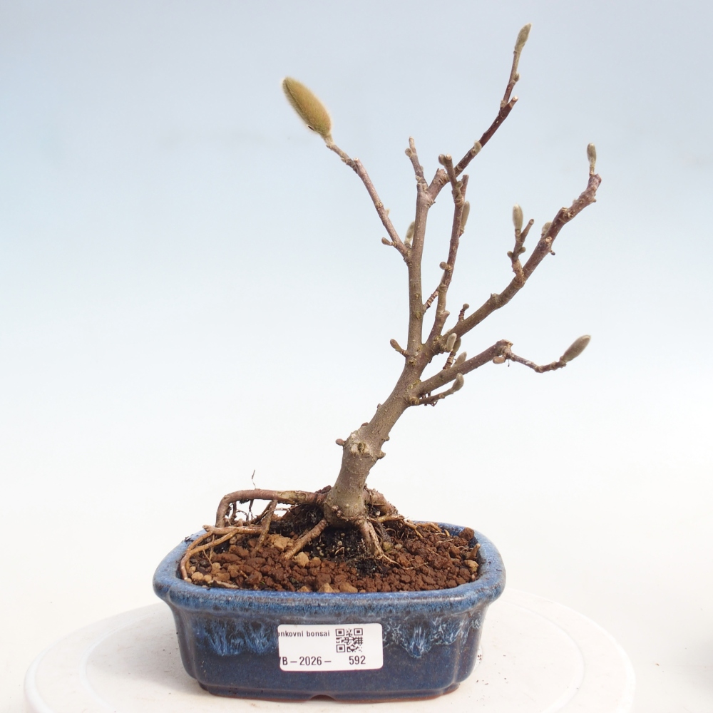 Bonsaï d'extérieur - Magnolia stellata