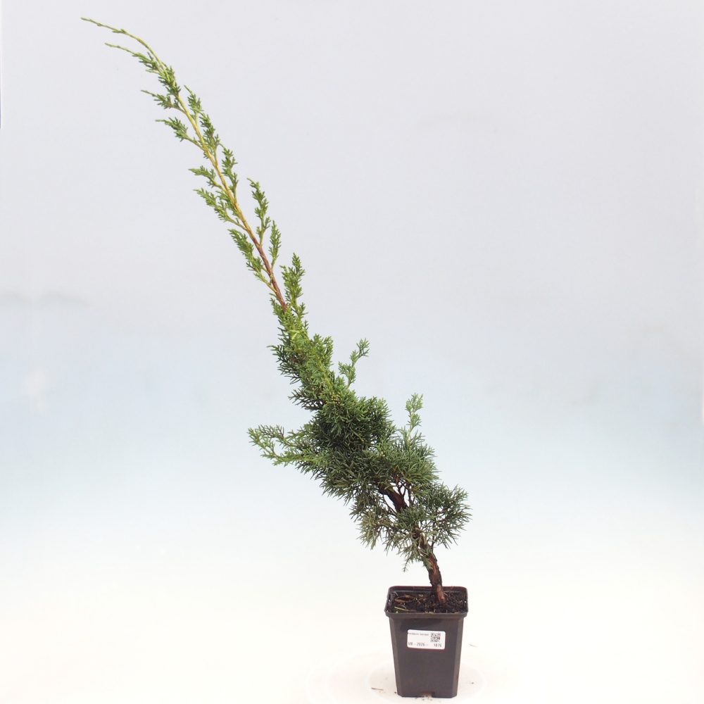 Bonsaï d'extérieur - Juniperus chinensis Kishu
