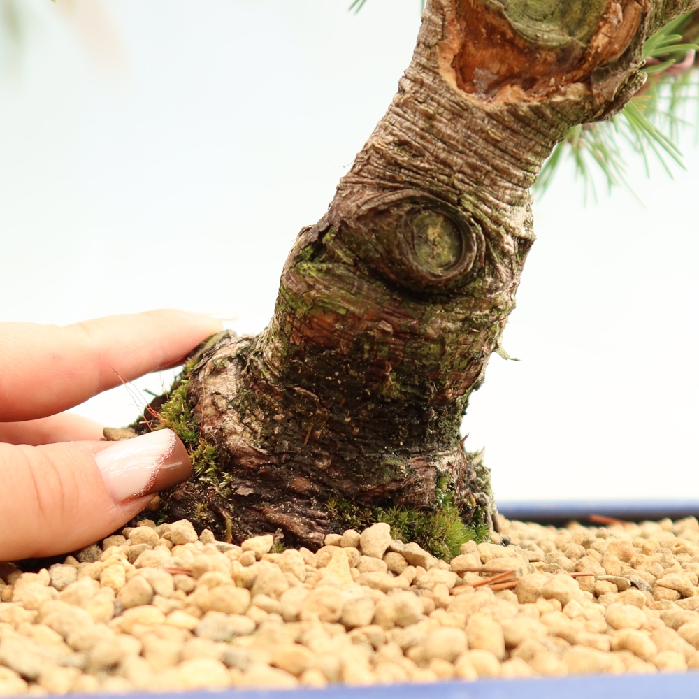Bonsaï d'extérieur - Pinus mugo Humpy  - Pin nain