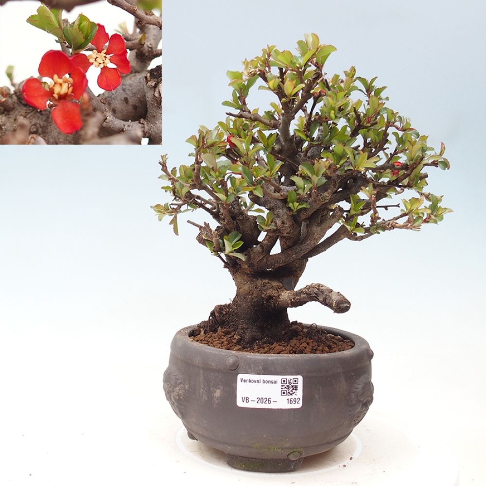 Bonsaï d'extérieur - Chaneomeles speciosa - Coing
