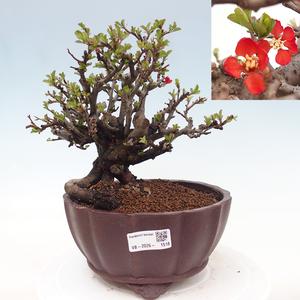 Bonsaï d'extérieur - Chaneomeles speciosa - Coing