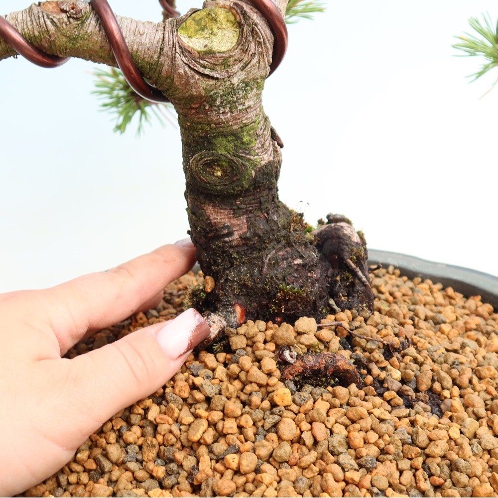Bonsaï d'extérieur - Pinus mugo Humpy  - Pin nain