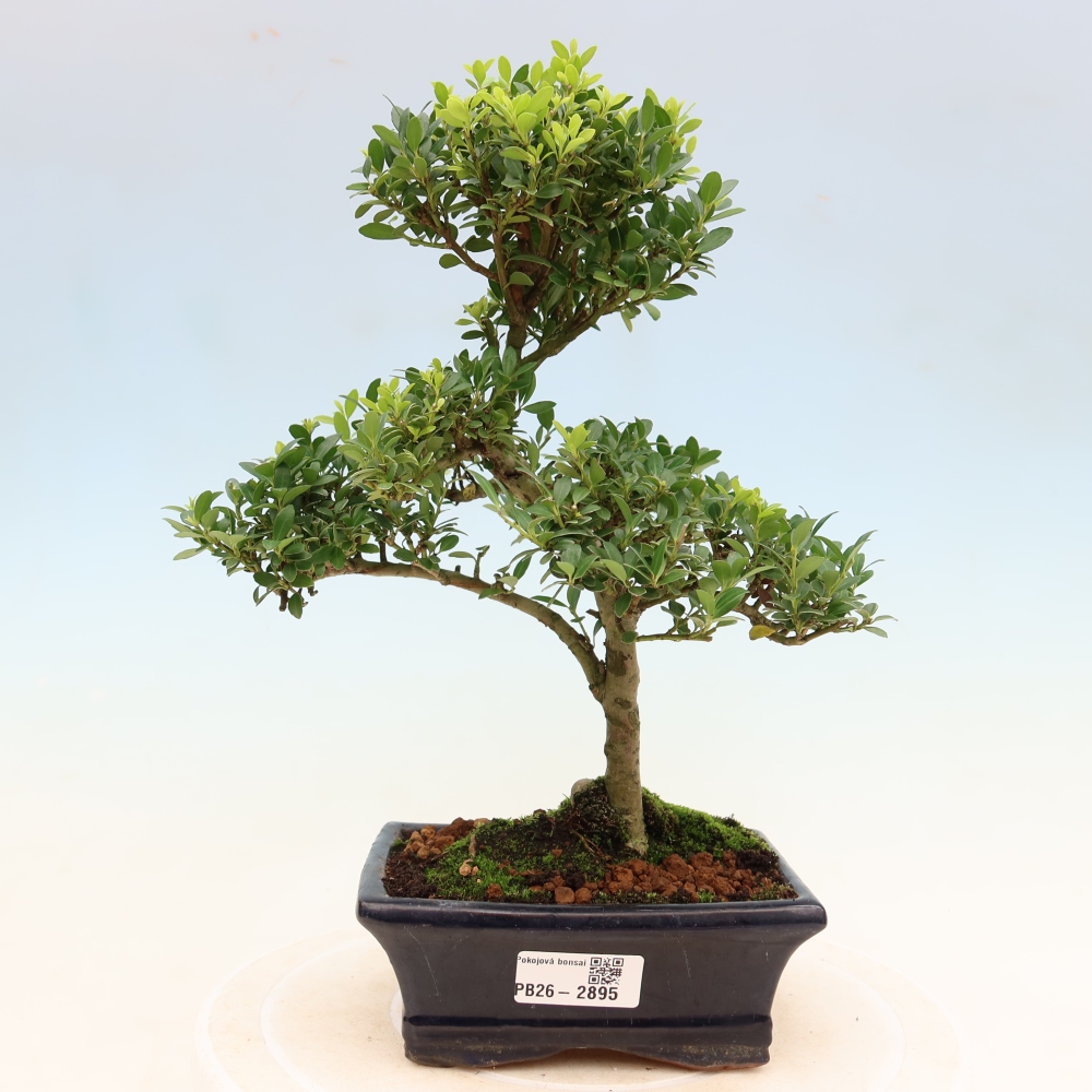 Bonsaï de chambre - Ilex crenata - Houx