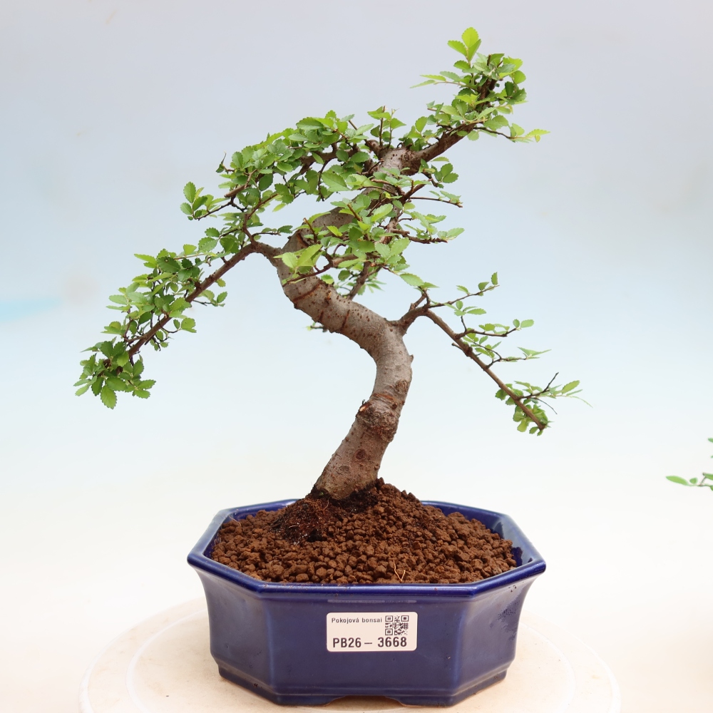 Bonsaï de chambre - Ulmus parvifolia - Orme à petites feuilles