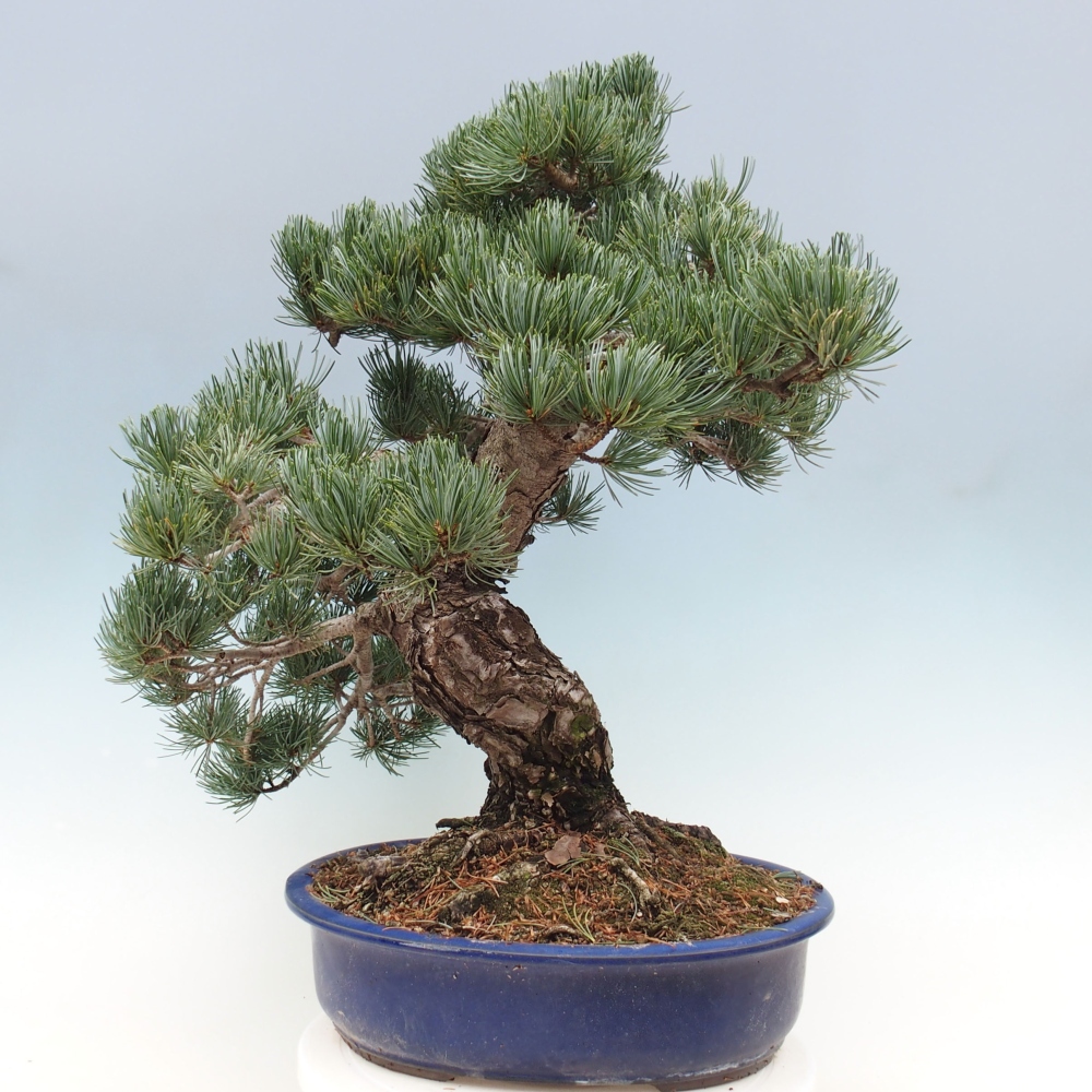 Bonsaï d'extérieur - Pinus parviflora - Pinus parviflora