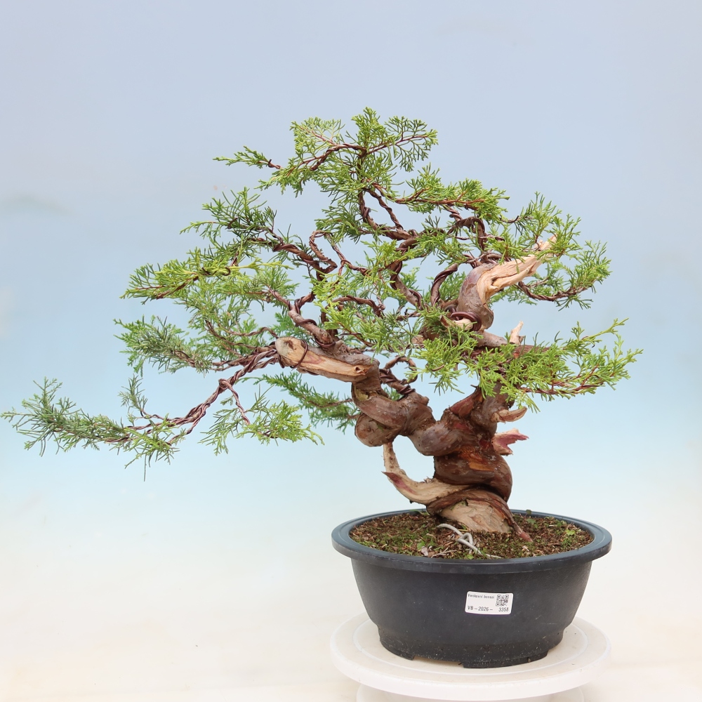 Bonsaï d'extérieur - Juniperus chinensis Itoigawa-Juniperus chinensis