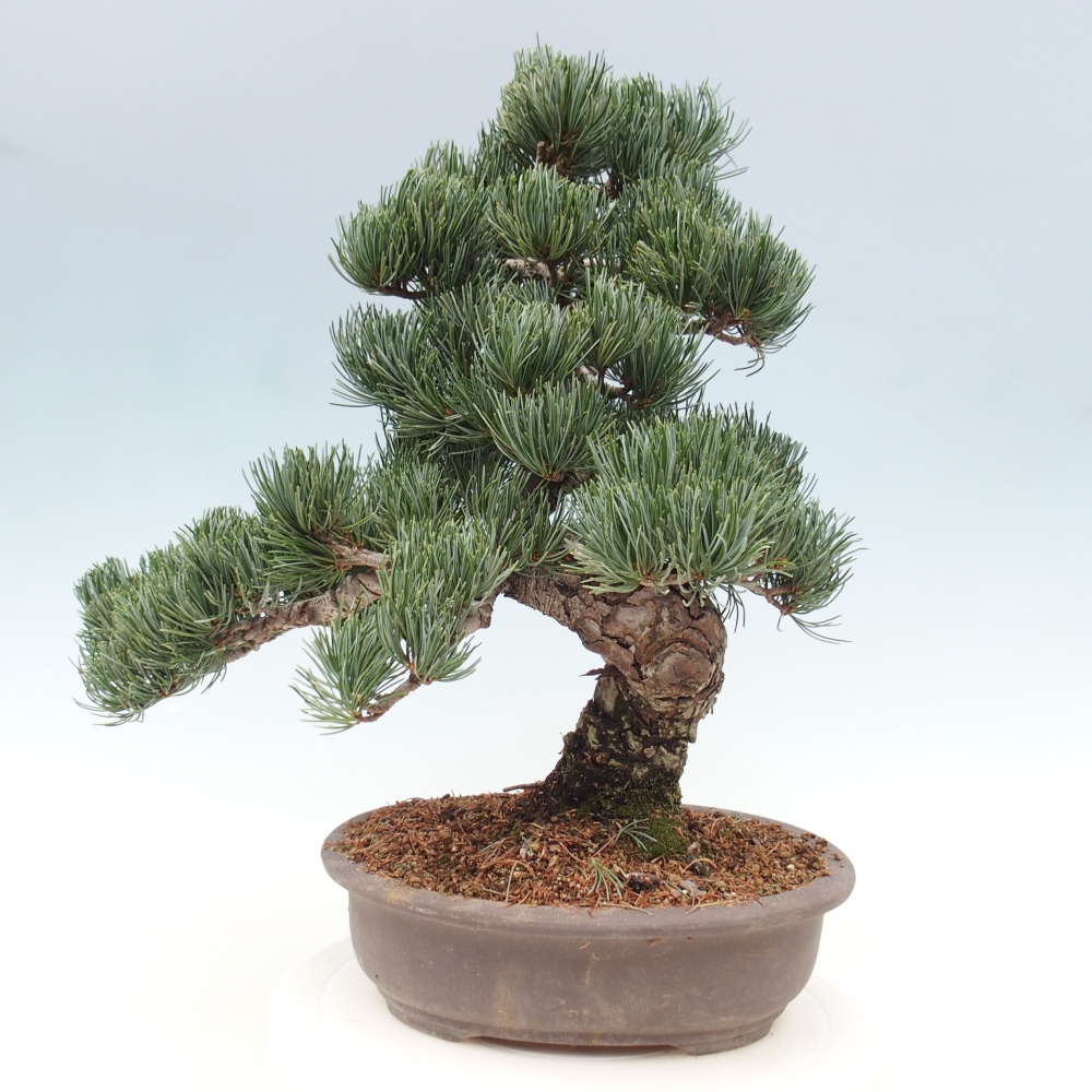 Bonsaï d'extérieur - Pinus parviflora - Pinus parviflora