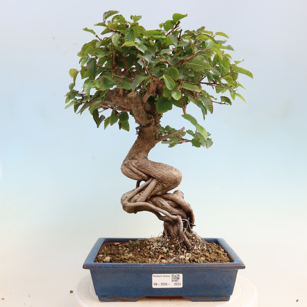 Bonsaï d'extérieur -Carpinus CARPINOIDES - Charme de Corée