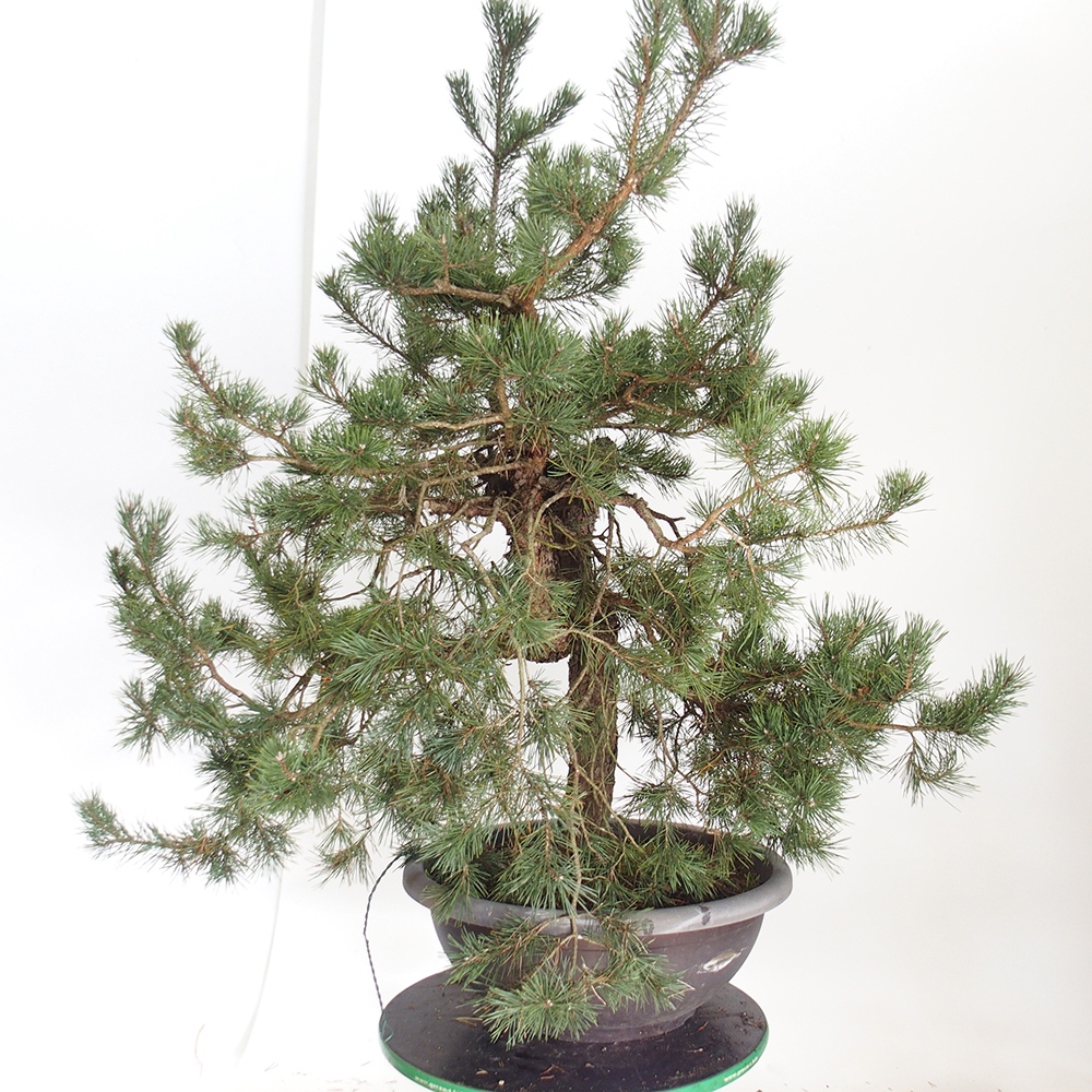 Yamadori - Pinus sylvestris Espagne