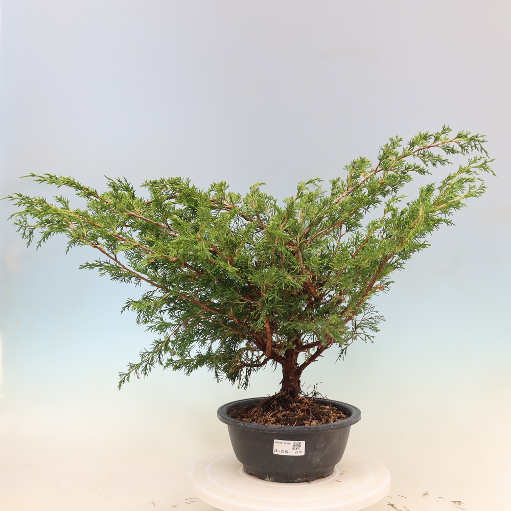 Bonsaï d'extérieur - Juniperus chinensis Itoigawa