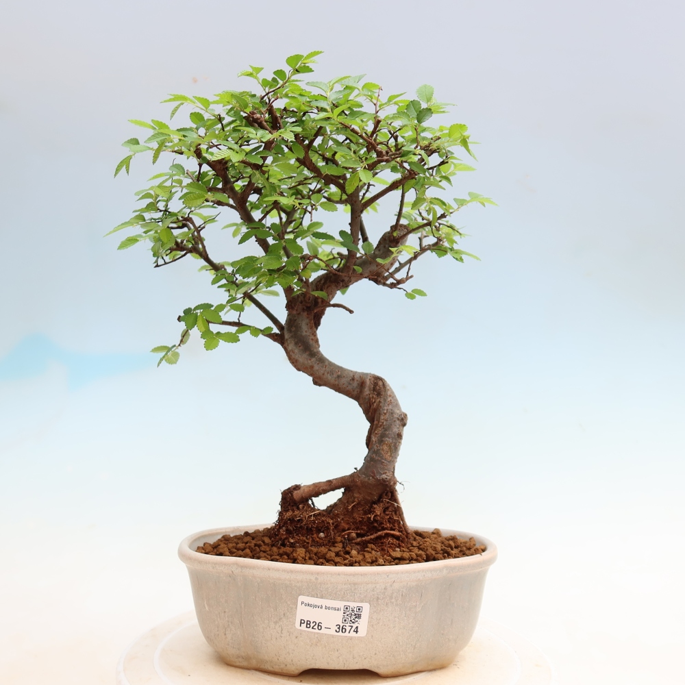 Bonsaï de chambre - Ulmus parvifolia - Orme à petites feuilles