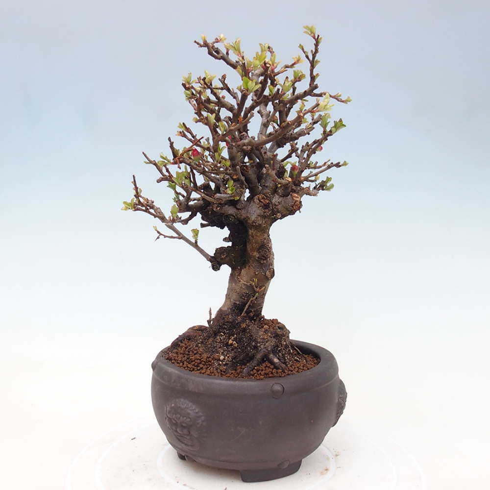 Bonsaï d'extérieur - Chaneomeles speciosa - Coing