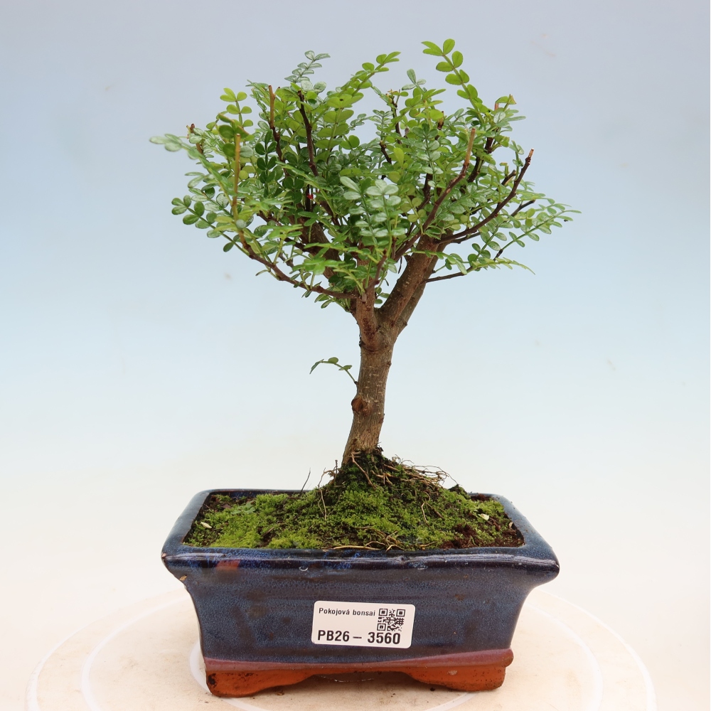 Salle bonsaï - Zantoxylum piperitum - arbre à poivre