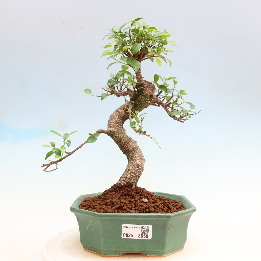 Salle bonsaï - Ficus kimmen - ficus à petites feuilles
