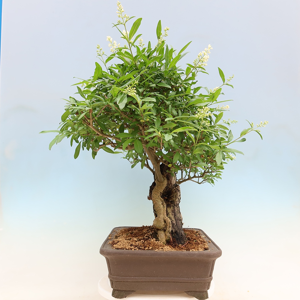 Bonsaï d'extérieur - Ligustrum vulgare - Bec d'oiseau