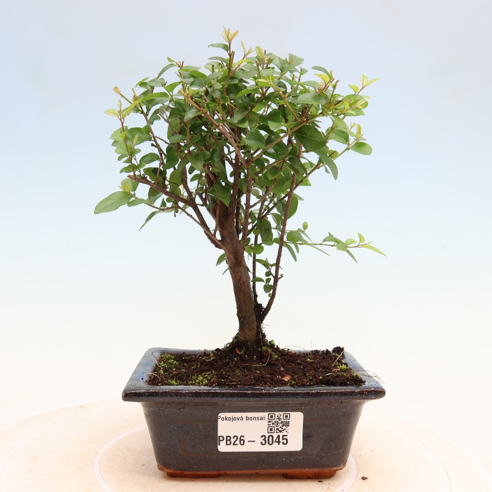 Bonsaï de chambre - Sageretia thea - Sageretia thea