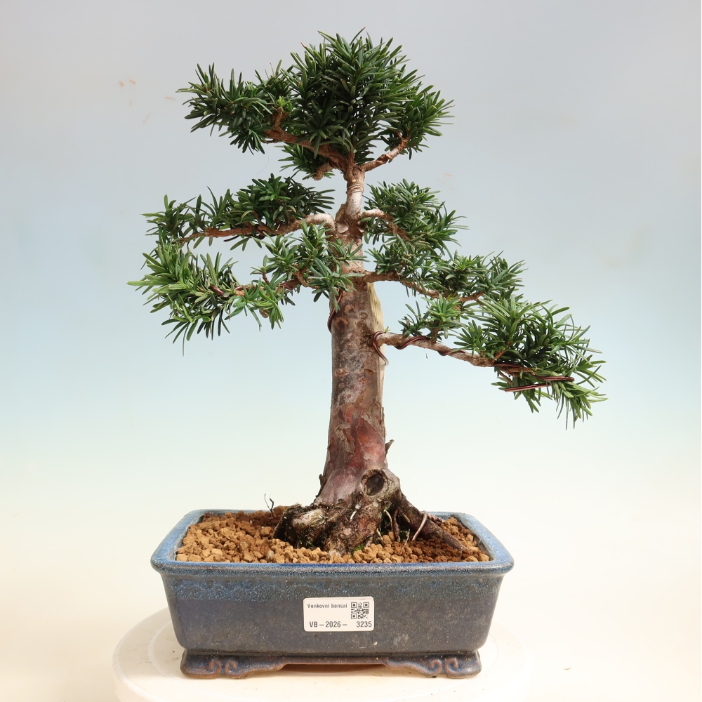 Bonsaï d'extérieur - Taxus cuspidata - If japonais