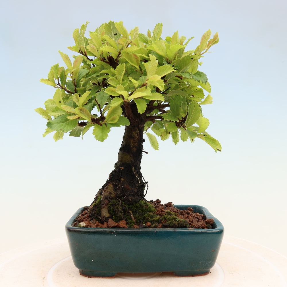 Bonsaï d'extérieur - Zelkova - Zelkova NIRE