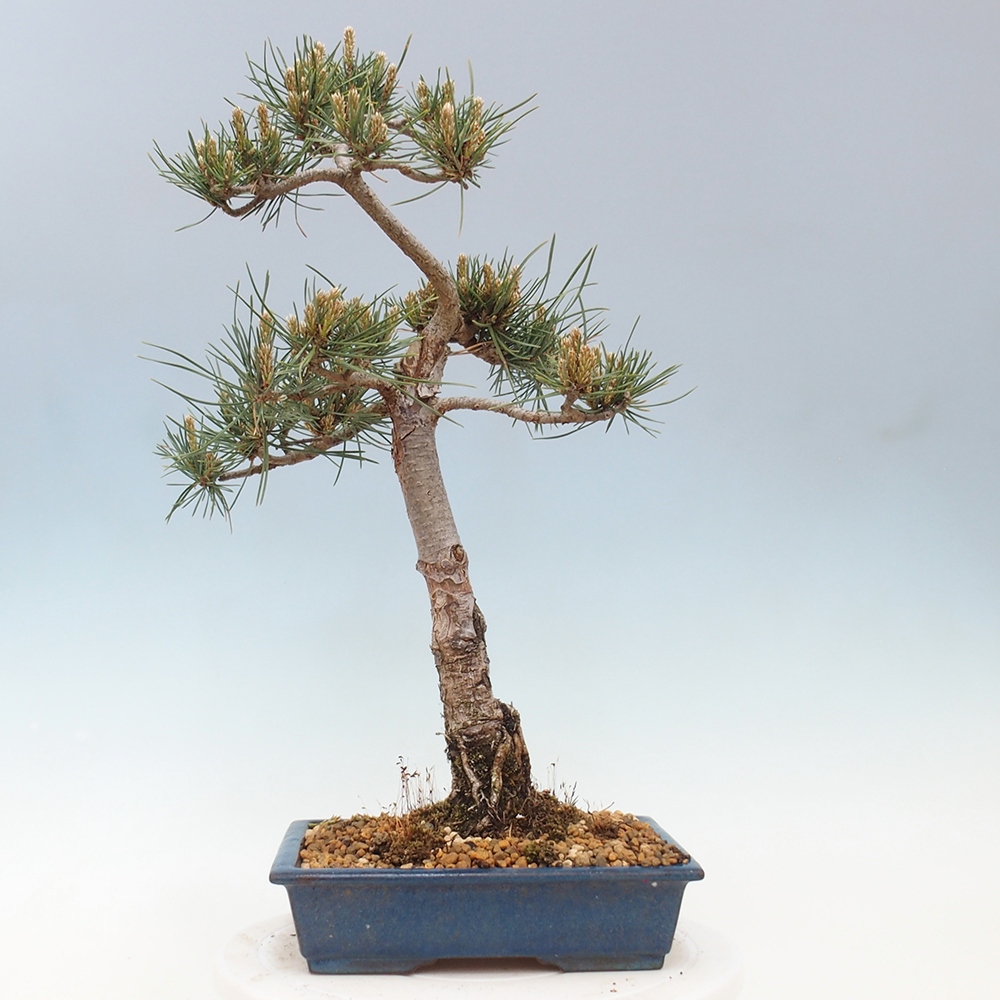 Bonsaï d'extérieur - Pinus Sylvestris Watererri - Pin sylvestre